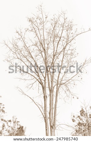 Vector Background Arcshaped Frame Made Natural Stock Vector 120207844