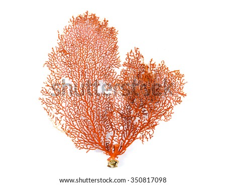 Red Gorgonian or red sea fan coral isolated on white background