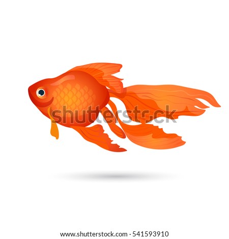 Goldfish isolated on white. Small red aquarium fish. Aquatic realistic character, tank habitat. Underwater goldenfish in flat style design. Elegant home pet. Freshwater fish of carp family. Vector