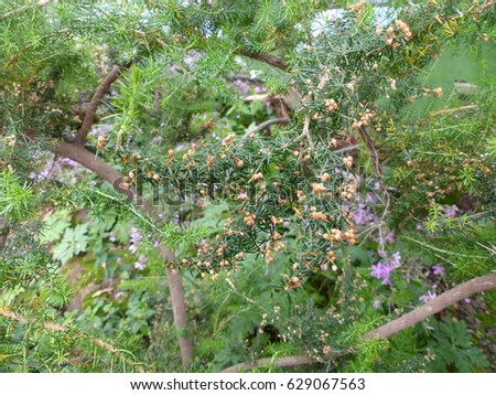 Angiosperms Stock Images Royalty-Free Images Vectors Shutterstock