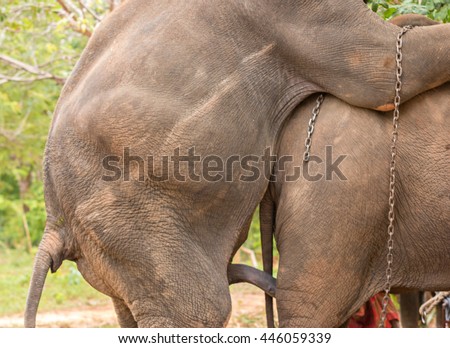 Fatty women fucked with elephant.