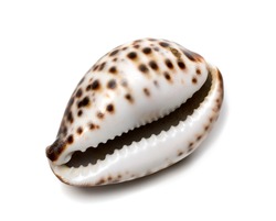 stock-photo-shell-of-cypraea-tigris-isolated-on-white-background-675525973.jpg
