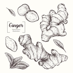 Summer Ginger Drawing Cartoon Image Element PNG Images  PSD Free Download   Pikbest