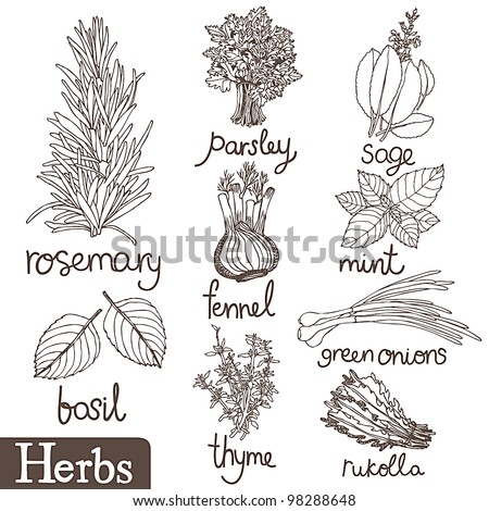 Thyme Herb Coloring Pages Sketch Coloring Page