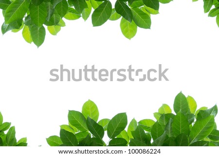 Free young leafs pics Thanks for Free young leafs pics