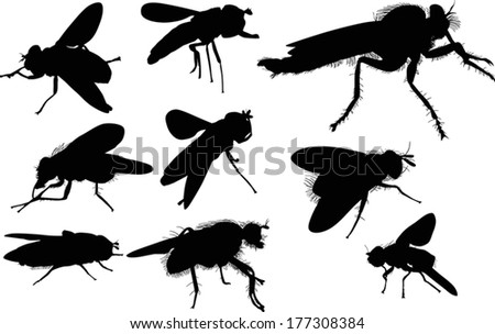 Fly Vector Image | 123Freevectors