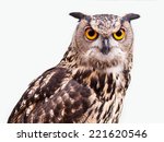 Eagle Owl In Closeup Isolated...