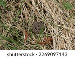 European viper in the grass, in Low Beskids, Poland