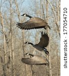 Trio Of Flying Canadian Geese