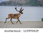 Wild Reindeer Running  Norway ...