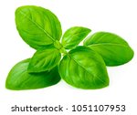 Fresh basil leaf isolated on white background, close up. Basil herb