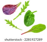 Salad leaves Collection. Isolated Mixed Salad leaves with Spinach, Frisee, Chard, lamb's  lettuce, arugula on white background. Flat lay. Creative layout. Pattern