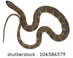 south american water snake ... | Shutterstock . vector #106586579
