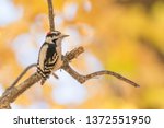 Downy Woodpecker Perched On A...