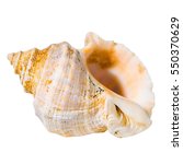 Conch Cockleshell Is Isolated...