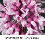 Closeup Of Flowers From A...