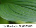Green Leaf Texture Background....