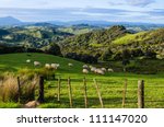 Sheep eating grass on the mountains of the north island of New Zealand
