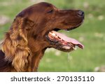 Drooling Irish Setter Dog In A...