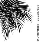 palm leaf vector background... | Shutterstock .eps vector #372257839