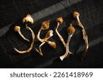 Dried hallucinogenic magic mushrooms on black background. Psychoactive Psilocybin Mushrooms. Dried shrooms on grunge plate