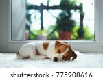 Jack Russel Puppy On White...