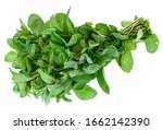 Bunch Of Fresh Mint Isolated On ...