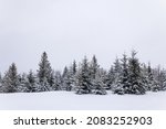 Harsh winter landscape beautiful snowy fir trees stand against a foggy mountainous area on a cold winter day. The concept of cold northern nature. Copyspace