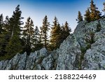 Dense Green Spruce Forest With...
