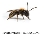 Small photo of Male Gwynne's Minng Bee on a white background