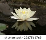 Waterlily white flower reflecting in the black water surface