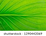  Green Leaf As Background