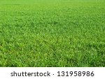 Green grass texture from a ...