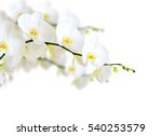 White Orchid Isolated On White