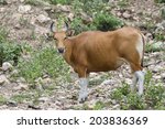 Banteng (Bos javanicus) or redbull in the forest of Thailand
