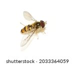 The hoverfly Episyrphus balteatus isolated on white background