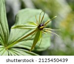 Small photo of The poisonous plant herb Paris Paris quadrifolia flowering in spring outdoor