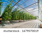 Rows Of Cucumbers In A Modern...
