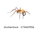 Small photo of Burchell's army ant (Eciton burchellii)