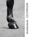 Small photo of Horse leg with shiny hoove outdoors. Hoofs of dark horse on nature background.