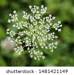 Queen Anne's Lace Or Daucus...