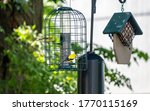 A Pair Of Goldfinches  Male And ...