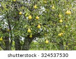 Ripen Bosc Pears on the Tree