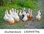 Domestic ducks flock on the walk