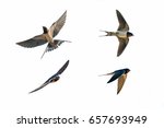 Various Postures Of Swallow...