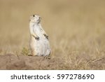 A Prairie Dog Sitting Up