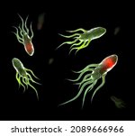 Bacterium Listeria...