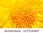 Yellow Dandelion Close Up