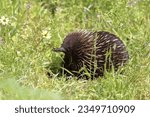 Small photo of Short-beaked echidna monotreme mammal clad in sharp spines roaming the grass and daisies covered wetland inside the Tower Hill dormant volcano midway between Port Fairy and Warrnambool. VIC-Australia.