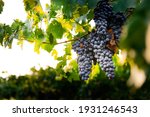 Natural View Of Vineyard With...
